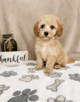 Biscotti , a female Miniature Goldendoodle for sale in Greenwood, IN – 3 of 4
