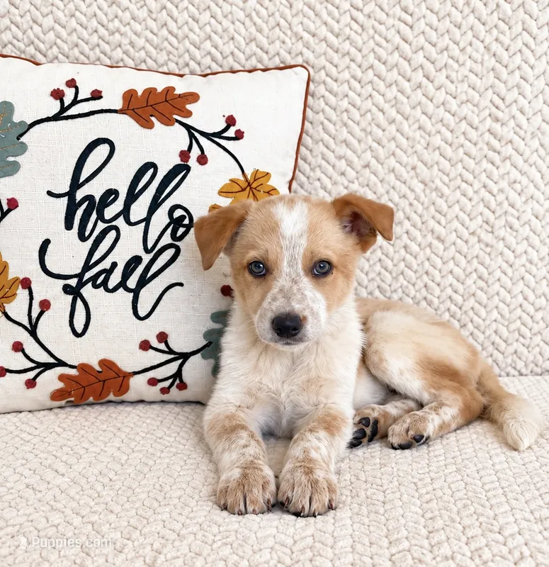 Harley – Australian Cattle Dog puppy for sale in Indianapolis, IN