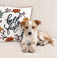 Harley, a male Australian Cattle Dog for sale in Indianapolis, IN – 1 of 5