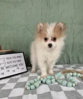 Scooby, a male Pomeranian for sale in Greenwood, IN – Photo 2 of 6