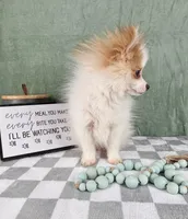 Scooby, a male Pomeranian for sale in Greenwood, IN – Photo 4 of 6