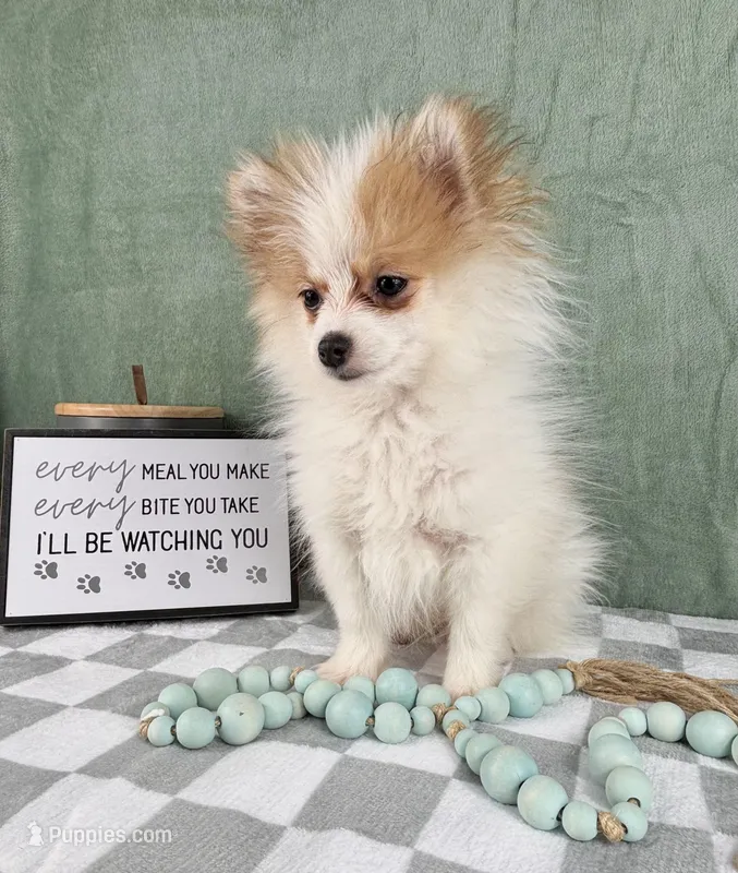 Scooby, a male Pomeranian for sale in Greenwood, IN – Photo 1 of 6