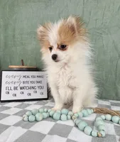 Scooby, a male Pomeranian for sale in Greenwood, IN – Photo 1 of 6