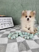 Scooby, a male Pomeranian for sale in Greenwood, IN – Photo 5 of 6