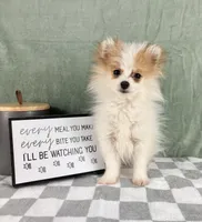 Scooby, a male Pomeranian for sale in Greenwood, IN – Photo 6 of 6