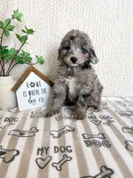 Aspen, a female Miniature Aussiedoodle for sale in Greenwood, IN – 5 of 5