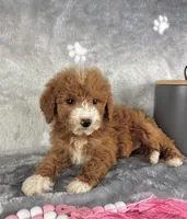Gemma, a female Miniature Goldendoodle for sale in Greenwood, IN – Photo 3 of 7