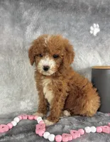 Gemma, a female Miniature Goldendoodle for sale in Greenwood, IN – Photo 2 of 7