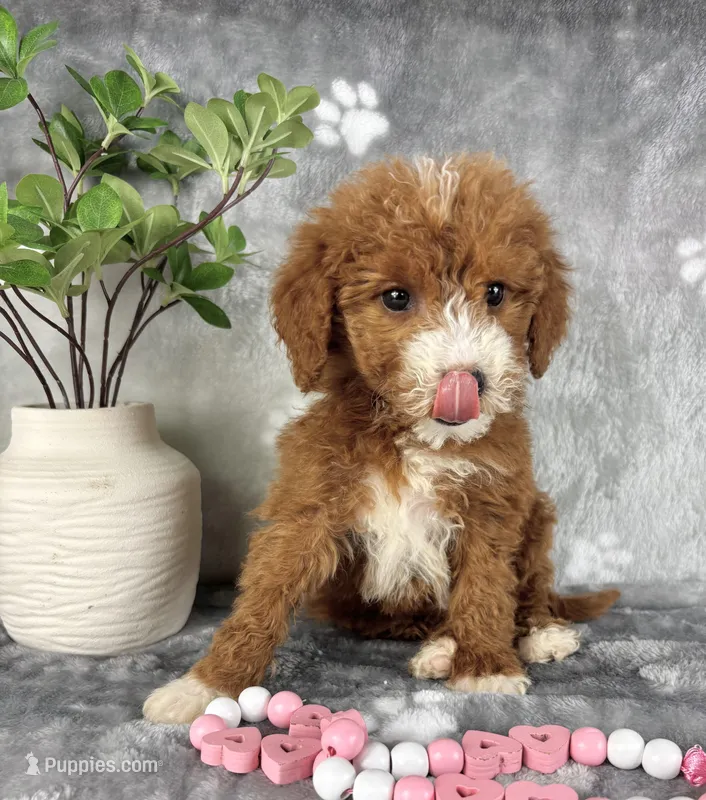 Gemma – Miniature Goldendoodle puppy for sale in Greenwood, IN