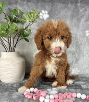 Gemma, a female Miniature Goldendoodle for sale in Greenwood, IN – Photo 1 of 7