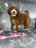 Gemma, a female Miniature Goldendoodle for sale in Greenwood, IN – Photo 7 of 7
