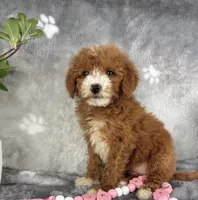 Gemma, a female Miniature Goldendoodle for sale in Greenwood, IN – Photo 5 of 7