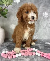 Gemma, a female Miniature Goldendoodle for sale in Greenwood, IN – Photo 4 of 7
