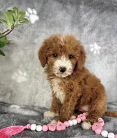 Gemma, a female Miniature Goldendoodle for sale in Greenwood, IN – Photo 6 of 7