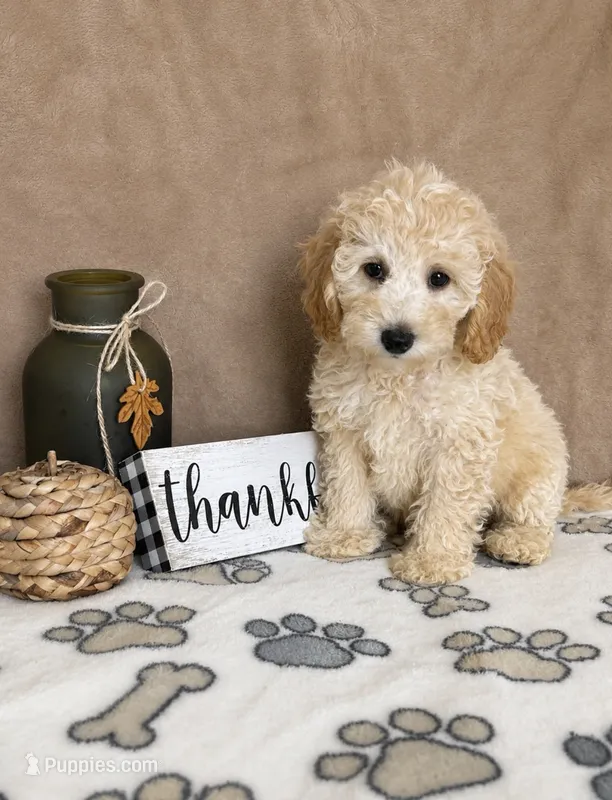 Biscuit – Miniature Goldendoodle puppy for sale in Greenwood, IN