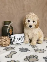 Biscuit, a male Miniature Goldendoodle for sale in Greenwood, IN – 1 of 4