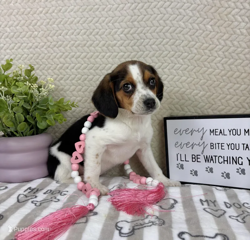 Eden – Beagle puppy for sale in Greenwood, IN