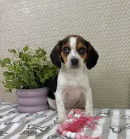 Eden, a female Beagle for sale in Greenwood, IN – Photo 3 of 6