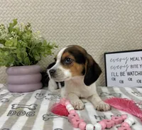 Eden, a female Beagle for sale in Greenwood, IN – Photo 4 of 6