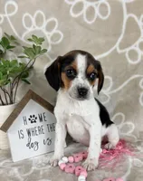 Eden, a female Beagle for sale in Greenwood, IN – Photo 2 of 6