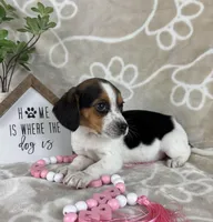 Eden, a female Beagle for sale in Greenwood, IN – Photo 1 of 6