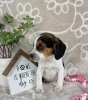 Eden, a female Beagle for sale in Greenwood, IN – Photo 4 of 6