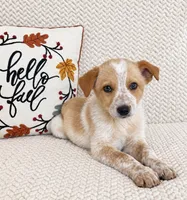 Harley, a male Australian Cattle Dog for sale in Indianapolis, IN – 3 of 5