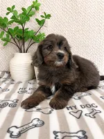 Arlo, a male Miniature Aussiedoodle for sale in Greenwood, IN – 3 of 5