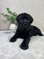 Harlow, a female Cocker Spaniel and Miniature Shar-Pei for sale in Greenwood, IN – Photo 3 of 6