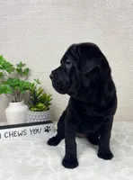 Harlow, a female Cocker Spaniel and Miniature Shar-Pei for sale in Greenwood, IN – Photo 1 of 6