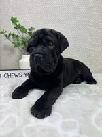 Harlow, a female Cocker Spaniel and Miniature Shar-Pei for sale in Greenwood, IN – Photo 4 of 6
