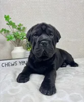 Harlow, a female Cocker Spaniel and Miniature Shar-Pei for sale in Greenwood, IN – Photo 5 of 6