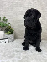 Harlow, a female Cocker Spaniel and Miniature Shar-Pei for sale in Greenwood, IN – Photo 6 of 6