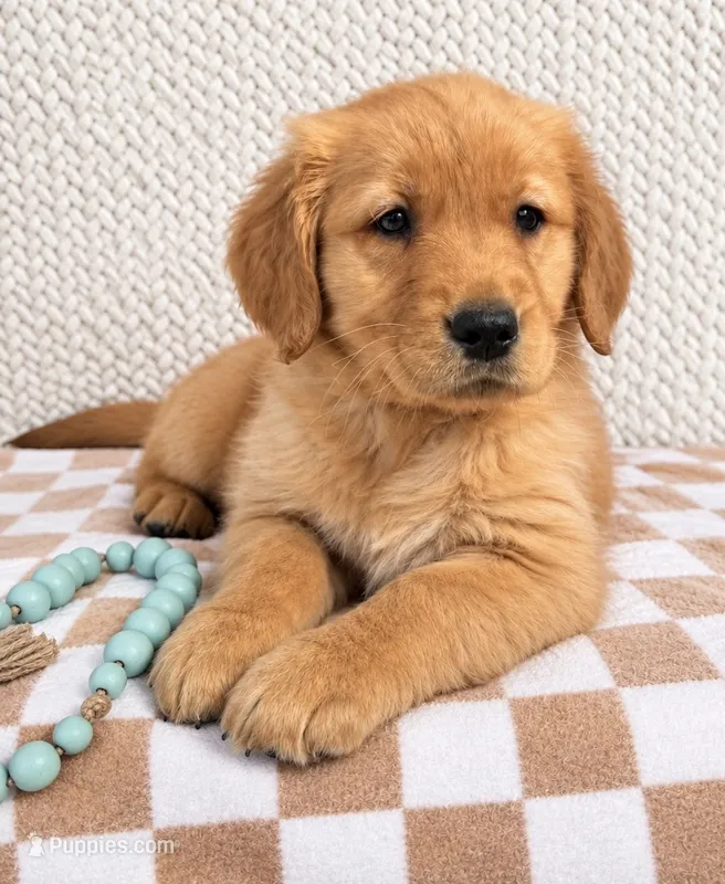 Oakley – Golden Retriever puppy for sale in Franklin, IN