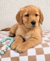 Oakley, a male Golden Retriever for sale in Franklin, IN – 1 of 3