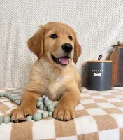 Stanley, a male Golden Retriever for sale in Franklin, IN – 5 of 5