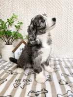 Alfie, a male Miniature Aussiedoodle for sale in Greenwood, IN – 3 of 5