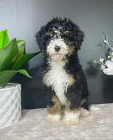 Birdie, a female Miniature Bernedoodle for sale in Greenwood, IN – 4 of 5