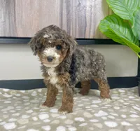 Bailey, a female Miniature Bernedoodle for sale in Greenwood, IN – 4 of 7