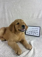 Ripley, a male Golden Retriever for sale in Greenwood, IN – 5 of 5
