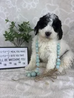  Brooks, a male Miniature Bernedoodle for sale in Greenwood, IN – Photo 6 of 6