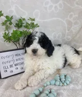  Brooks, a male Miniature Bernedoodle for sale in Greenwood, IN – Photo 3 of 6
