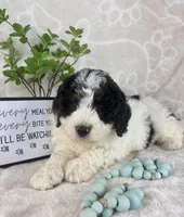  Brooks, a male Miniature Bernedoodle for sale in Greenwood, IN – Photo 2 of 6