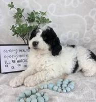  Brooks, a male Miniature Bernedoodle for sale in Greenwood, IN – Photo 1 of 6