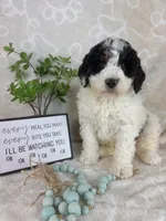 Brooks, a male Miniature Bernedoodle for sale in Greenwood, IN – Photo 5 of 6