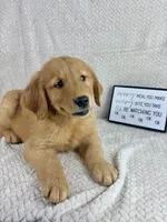 Ripley, a male Golden Retriever for sale in Greenwood, IN – 4 of 5
