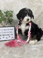 Bonnie, a female Miniature Bernedoodle for sale in Greenwood, IN – Photo 6 of 8