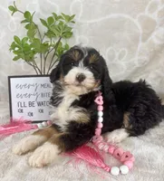 Bonnie, a female Miniature Bernedoodle for sale in Greenwood, IN – Photo 1 of 8