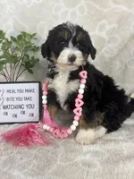 Bonnie, a female Miniature Bernedoodle for sale in Greenwood, IN – Photo 8 of 8