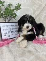 Bonnie, a female Miniature Bernedoodle for sale in Greenwood, IN – Photo 7 of 8
